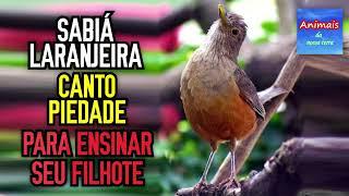 SABIÁ LARANJEIRA CANTO PIEDADE PARA ENSINAR SEU FILHOTE