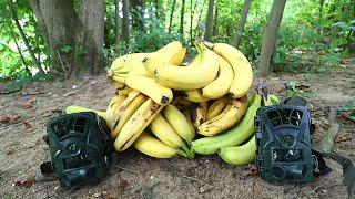 What Happens to a Pile of Bananas in the Woods? (Trail Camera)