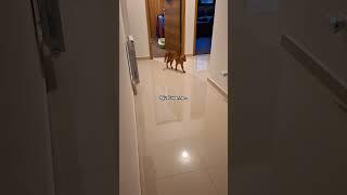 He can not hold it in anymore  #cute #cat #shorts #fyp #gingercat #trending #trendingshorts