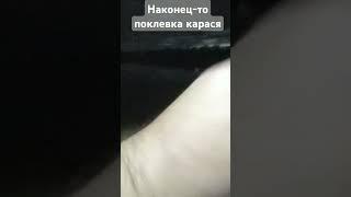 Наконец-то поклевка карася вечером на пенотесто на озере #fishing #рыбалка #карась #фидер #озеро