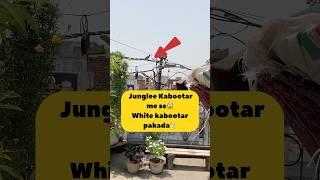 Junglee Kabootar me Paltu kabutar pakada️ #minivlog #kabootar #pets #pigeon #birds #daliyvlog
