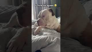 He Understand and agrees #dog #morning #animals #animallover #doglover #fypシ゚viral #fyp #fy