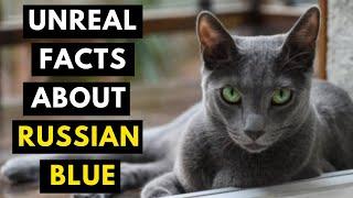 Russian Blue Cat 101 - 16 Fun Facts About Russian Blue Cat