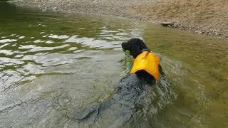 Stella's Swim in New Hampshire | Portuguese Water Dog Paddling