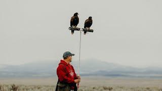 Hunting Jack-Rabbits with Harris's Hawks in Utah: Falconry with Craig Boren