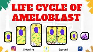 Life Cycle of Ameloblast | Stages in life cycle of Ameloblast | Tome’s Process