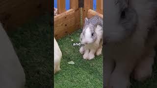 Male vs Female Rabbits – What You NEED to Know! ️️ #bunnycare #rabbit #rabbitbreeds