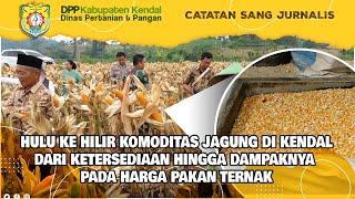 HULU KE HILIR KOMODITAS JAGUNG DI KENDAL