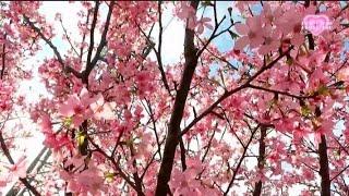 "CHERRY BLOSSOM GARDEN"/HOW TO GET THERE/TUNGCHUNG#hongkong