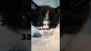 ЖоРа#котик