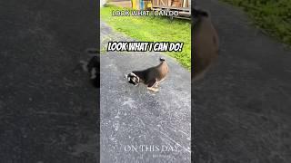 Goat Kid Says Look What I Can Do #goats #funny #shorts #babygoats #animals #funnypets #pets