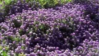 Sweet Alyssum, aka Lobularia