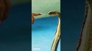 Did the snake bites  wait for it#shorts #respect #snake