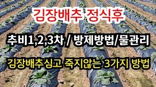 김장배추 추비 / 물관리 / 방제방법 (덤으로 김장배추 심고 죽지않는 방법 3가지) #김장배추