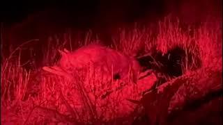 Brown Hyena on night drive #conservationawareness