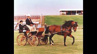 INTRODUCTION TO CARRIAGE DRIVING