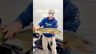 Think you know your walleye? HOW BIG? #walleyefishing