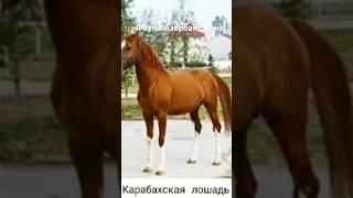 #андрейординарцев #баку#кавказ  Фауна Азербайджана