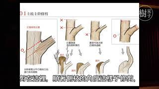 【樹呆子小學堂】2分鐘瞭解樹木正確的修剪位置HD