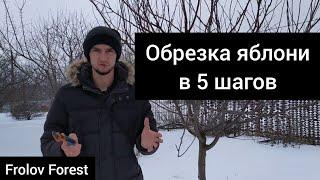 Обрезка яблони  весной (зимой)в 5 шагов