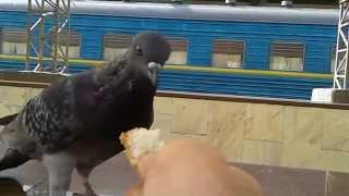 Dove pigeon Southern Railway Station Kharkiv