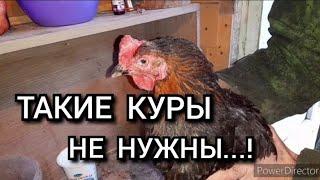 Не покупайте таких кур несушек!//Как купить хороших кур?//Советы при покупке кур.