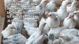 Чучаи Рябушка 2-моха заказ Кабул мекунам 14.10.2024 даставкаш бепул