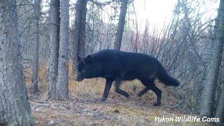 Black wolf, wolverines, lynx and more