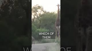 The hyena took a giraffe for company in Africa