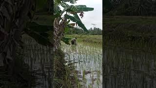 JADILAH PETANI MANDIRI