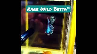 Rare Wild Betta™