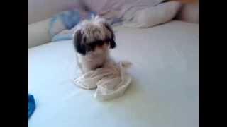 Maggie a shi-tzu dog