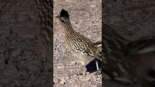 Road Runner #nature #wildlife
