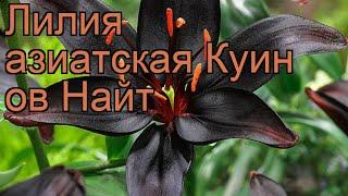 Лилия азиатская Куин ов найт (queen of night)  обзор: как сажать, луковицы лилии Куин ов найт