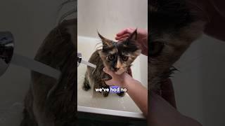 Grooming Maine Coon Cats #windyhillpets.com #kittens #mainecoonkitten