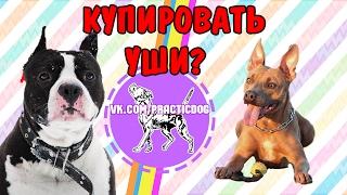 Купировать уши питбулю,стаффу или нет?