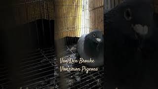 Van Den Brouke and Viverman Pigeons #pigeon #subscribers #shortsvideo #shorts #shortsfeed