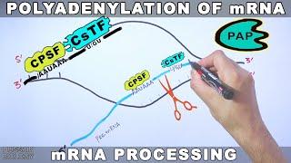 Polyadenylation of mRNA