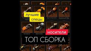 ТОПовые СПЕЦы для носителей! Моя мечта! The Ants: Underground Kingdom