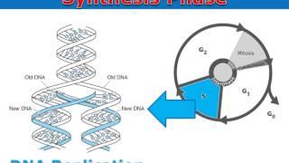 Interphase