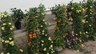 black-eyed susan vine (thunbergia alata)