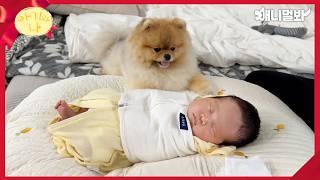 귀여워 귀여워 너무 귀여워 믿고 보는 아기와 강아지 모음 | Cuteness Overload Baby And Dog Compilation