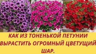 Как из тоненькой Петунии вырастить огромный цветущий шар.Как пришипнуть петунии? Чем подкормить?