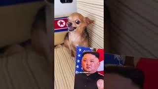 ANIMAIS ENGRAÇADOS  MEU CACHORRO COME TUDO CHECK #shorts #viral #humor