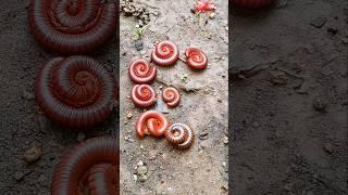 LOOK! How cute red millipede are  #IOOI #insects #millipede #beetle #ladybug