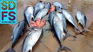 SAN DIEGO SPORTFISHING REPORT | Pacific Queen BLUEFIN TUNA | Long Range Yellowtail Yellowfin Wahoo