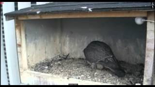 U of A Peregrine cam.  2015 06 09 144210