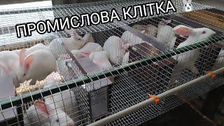 КЛІТКА ПРОМИСЛОВА З ОЦИНКОВАНОЇ СІТКИ ДЛЯ КРОЛІВ / INDUSTRIAL CAGE FROM GALVANIZED MESH FOR RABBITS