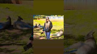 Check out the awesome video from ann.desoloc#fyp #wildlife #awesome #fun
