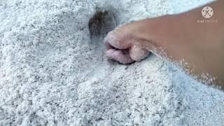 Crabs in white sand beach